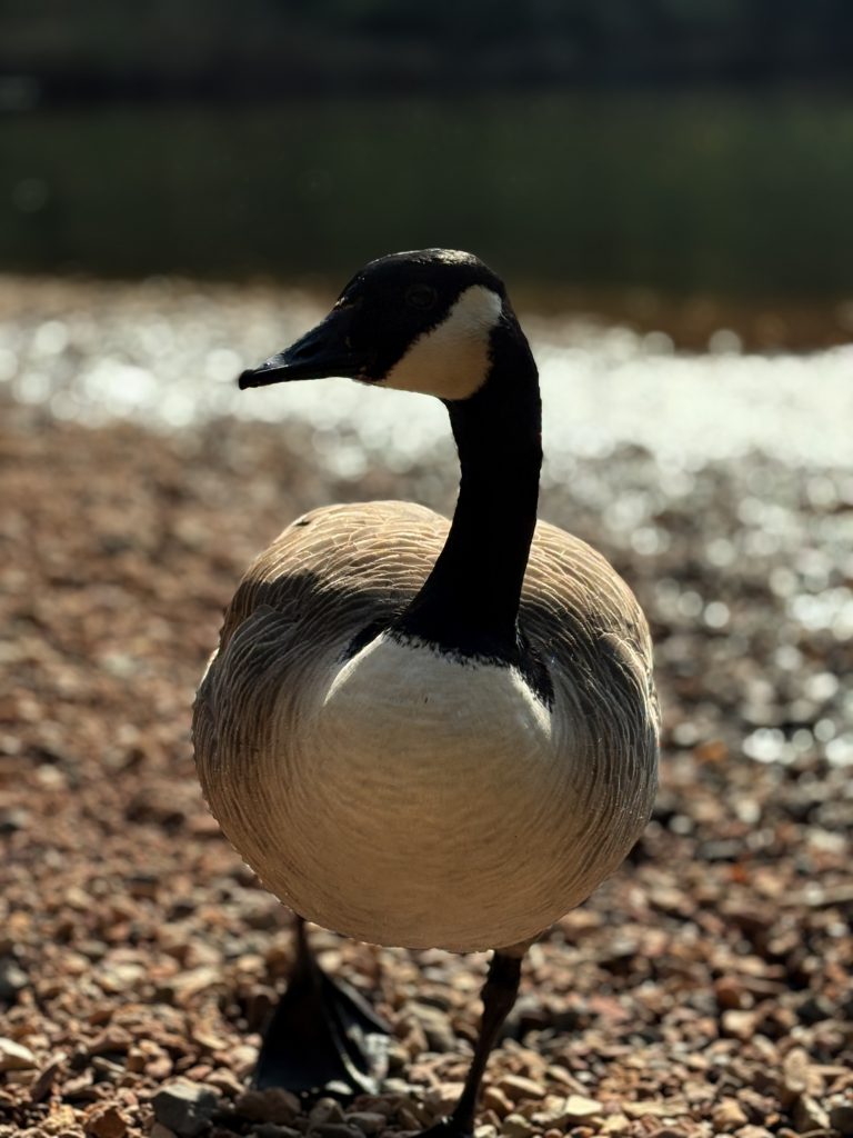 🦆 Gustav – der stille Herrscher vom Weiher