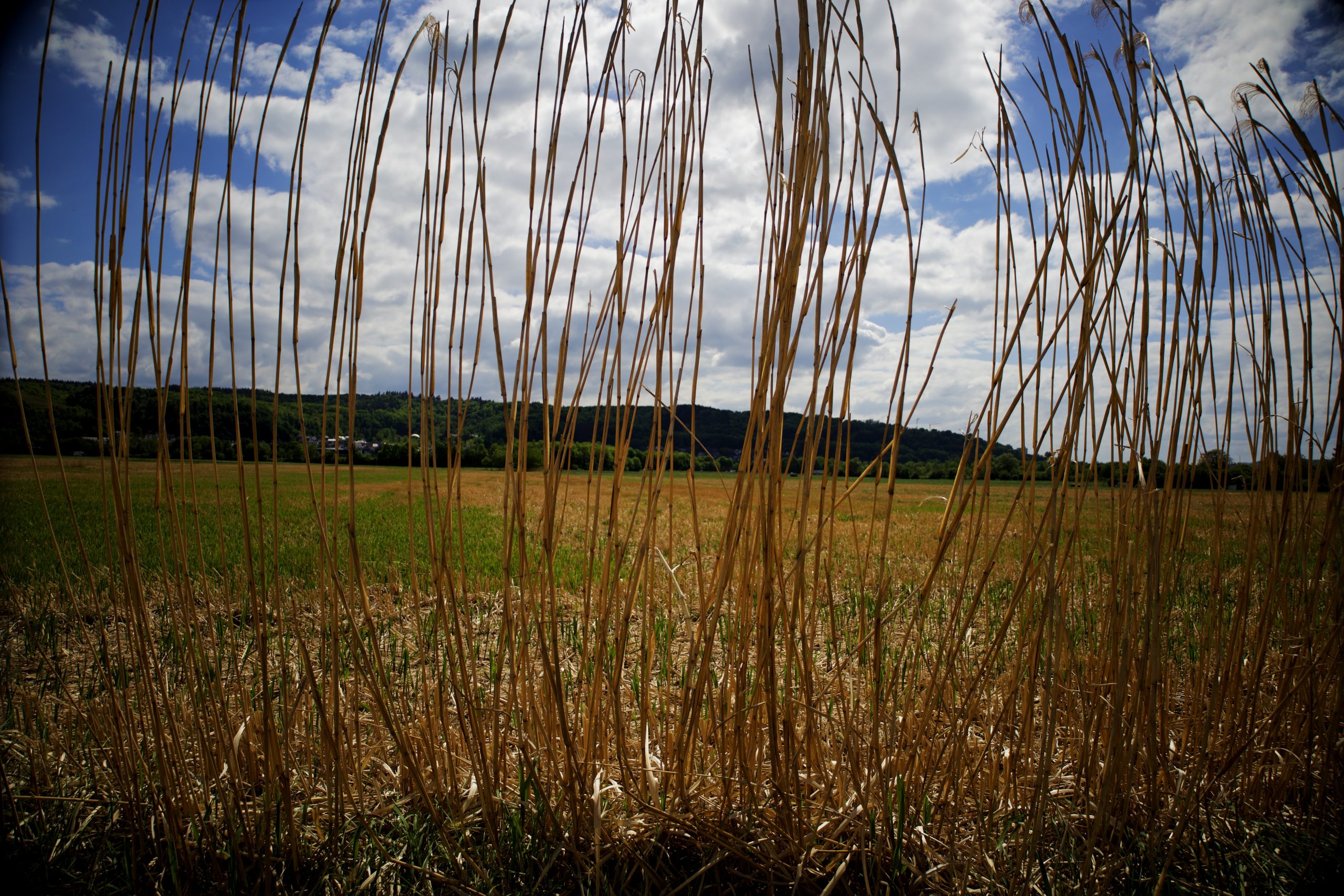 Landschaft mit Halmen